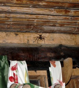 The tarantula above my bed on the first night. Copyright CareerBreakSecrets.com