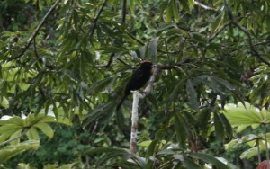 One of the exotic birds I saw while bird watching. Don´t ask me what it is. Copyright CareerBreakSecrets.com