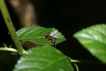 Ants in the Amazon. Copyright CareerBreakSecrets.com