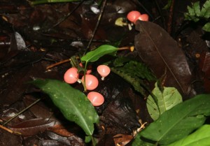 Wine cup fungi in the Amazon. Copyright CareerBreakSecrets.com