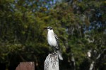 Mockingbird on Santa Cruz Island. Copyright CareerBreakSecrets.com