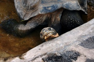 George the Tortoise. Copyright CareerBreakSecrets.com