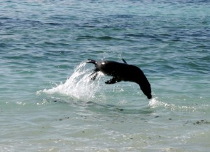Sea lion playing on Española Island in the Galapagos. Copyright CareerbreakSecrets.com