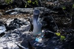 Blue-footed booby on Española Island, the Galapagos. Copyright CareerBreakSecrets.com