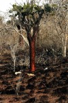 Cactus tree in the dry terrain of Island. Copyright CareerBreakSecrets.com