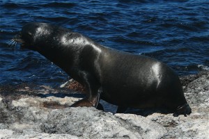 Dominant sea lion in the Galapagos Islands. Copyright CareerBreakSecrets.com