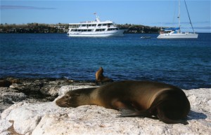 Sea lions resting on Isla Lobos in the Galapagos Islands. Copyright CareerBreakSecrets.com
