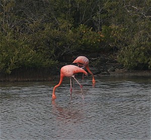 Flamingos on Santa Cruz Island. Copyright CareerBreakSecrets.com