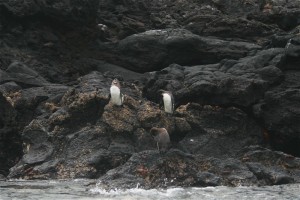 Penguins on Bartolomeo Island. Copyright CareerBreakSecrets.com