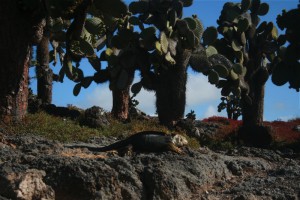 Lizard on South Plaza Island. Copyright CareerBreakSecrets.com