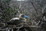 Red-Footed Booby on Genovesa Island. Copyright CareerBreakSecrets.com