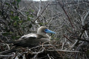 Red-Footed Booby on Genovesa Island. Copyright CareerBreakSecrets.com