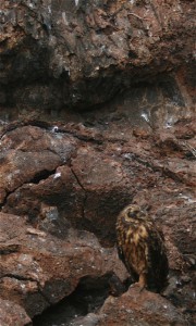 Owl on Genovesa Island. Copyright CareerBreakSecrets.com