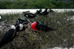 Male frigate birds on Genovesa Islands. Copyright CareerBreakSecrets.com